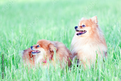 Two funny little red dog sitting in the grass summer day