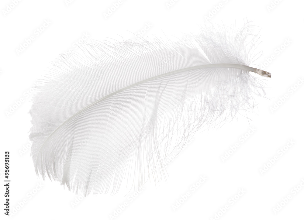 light gray small isolated feather