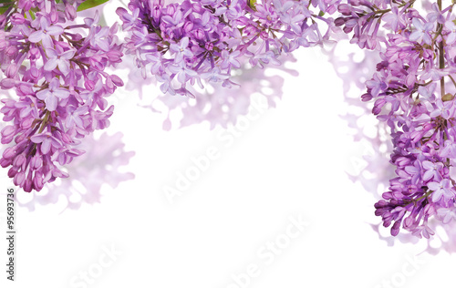 half frame from isolated light lilac blooms
