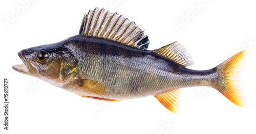 large dark perch isolated on white
