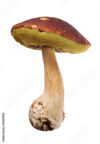 large cep old mushroom isolated on white