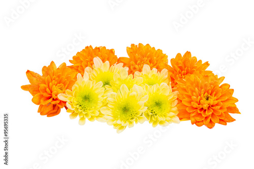 Chrysanthemum flower head