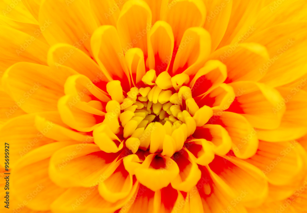 beautiful yellow chrysanthemum close-up beautiful yellow chrysanthemum close-up