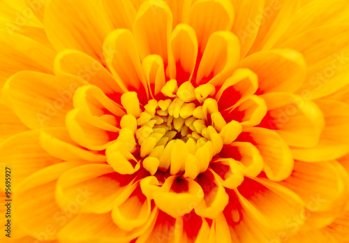 beautiful yellow chrysanthemum close-up