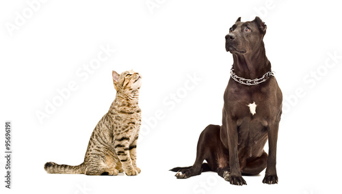 Cat Scottish Straight and Staffordshire Terrier together