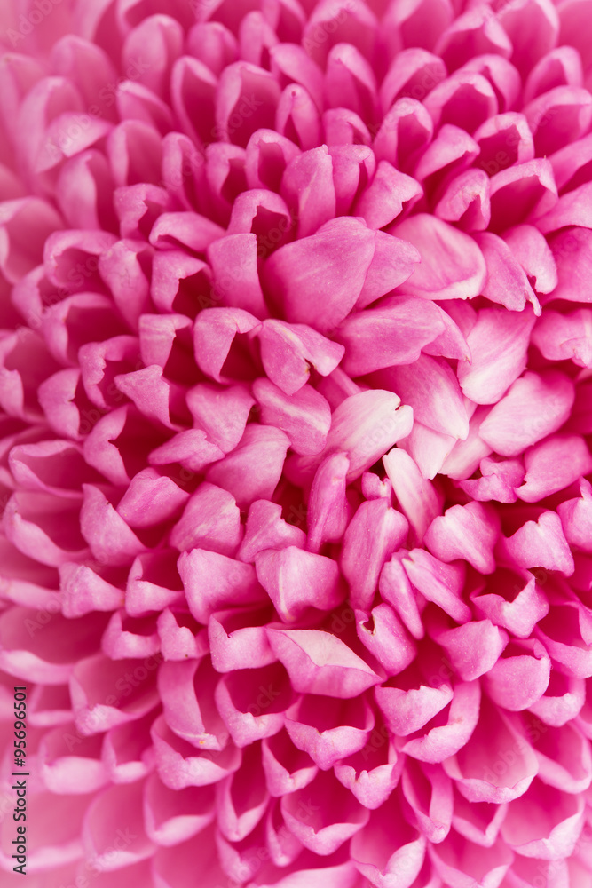 Beautiful purple chrysanthemum close up Beautiful purple chrysanthemum close up