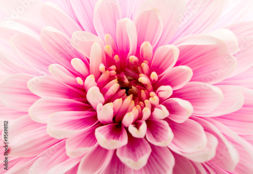 Beautiful purple chrysanthemum close up © ksena32