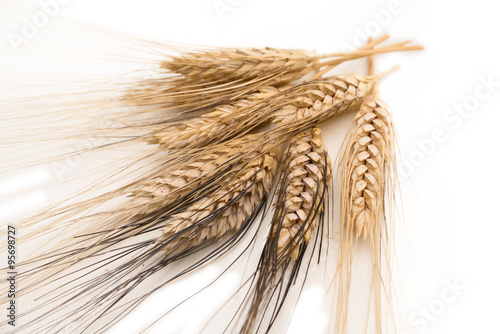 Spighe di grano su fondo bianco