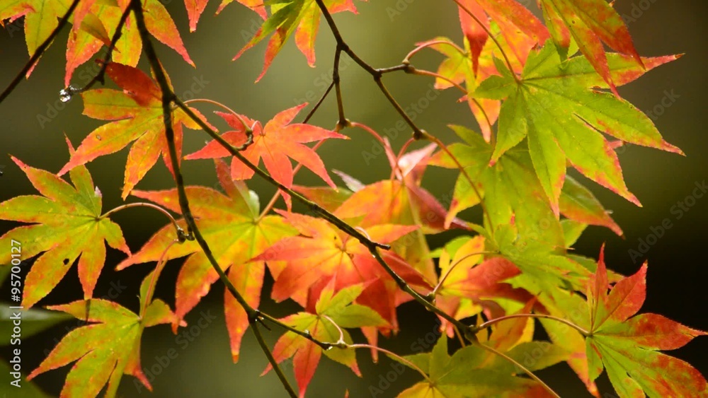色づく紅葉 色づく紅葉
