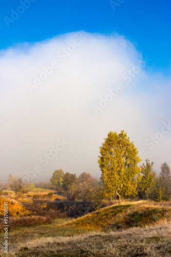 field near forest in fog