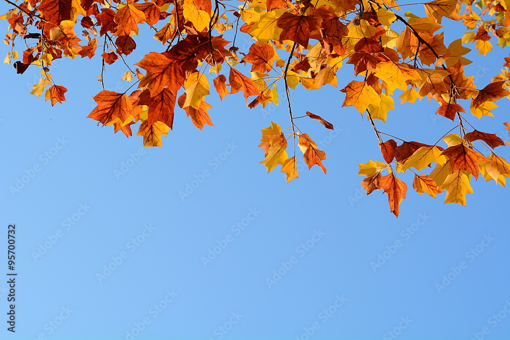 The colours of autumn The colours of autumn