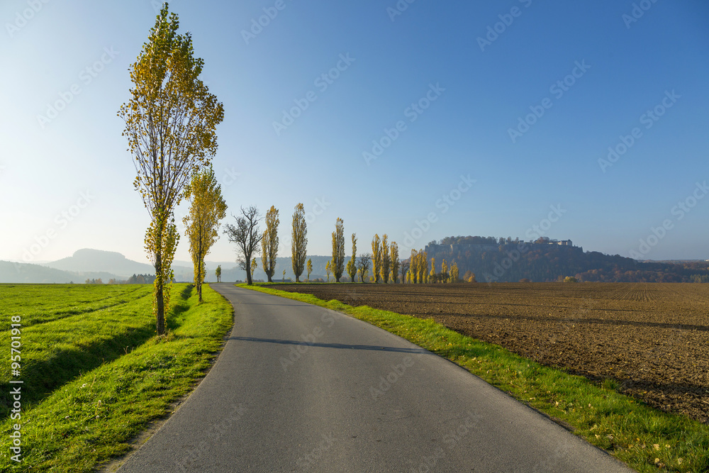 Avenue of poplars by rocky massif Lilienstein