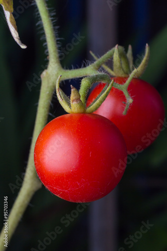 Red tomatoes