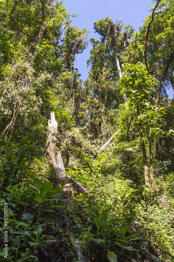 Fototapeta premium Panama djungle on Quetzal Trail