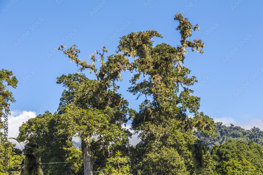 Beautiful landscape in Panama, Quetzal Trail Beautiful landscape in Panama, Quetzal Trail