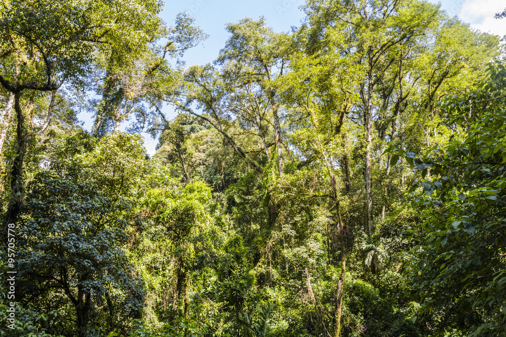 Fototapeta premium Panama djungle on Quetzal Trail