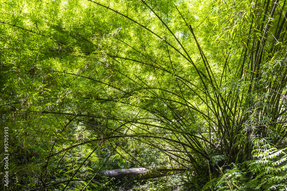 Panama djungle on Quetzal Trail