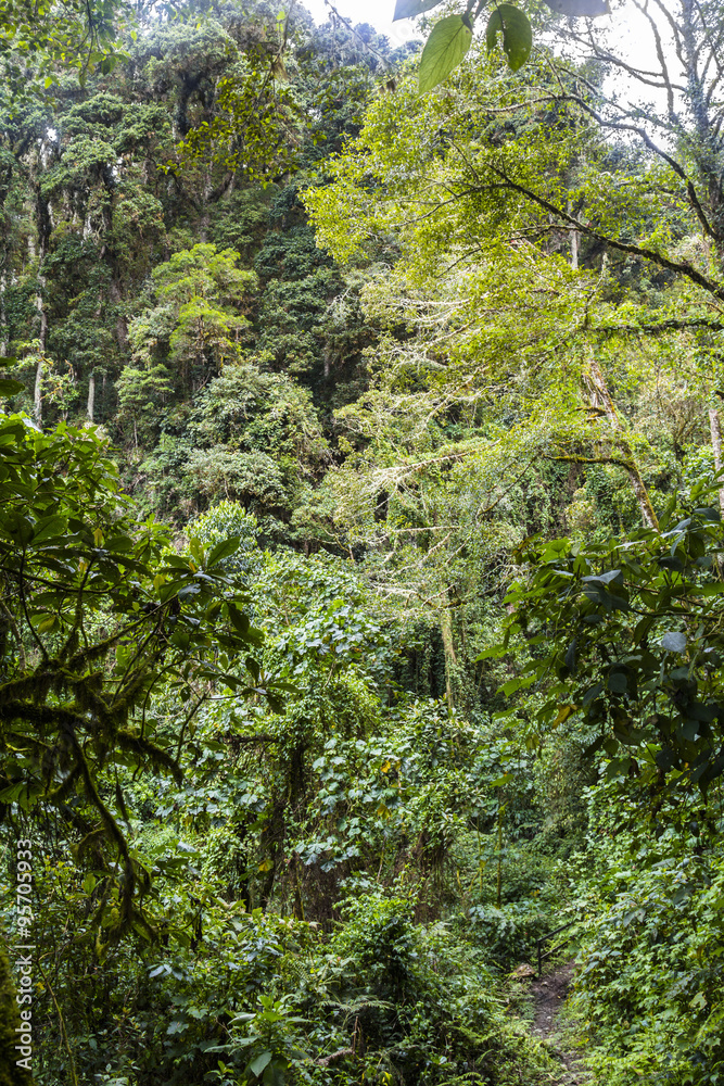 Panama djungle on Quetzal Trail Panama djungle on Quetzal Trail