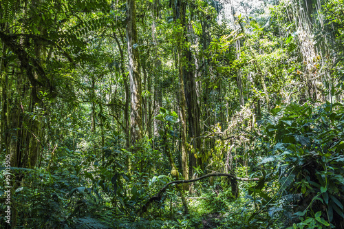 Fototapeta Naklejka Na Ścianę i Meble -  Panama djungle on Quetzal Trail