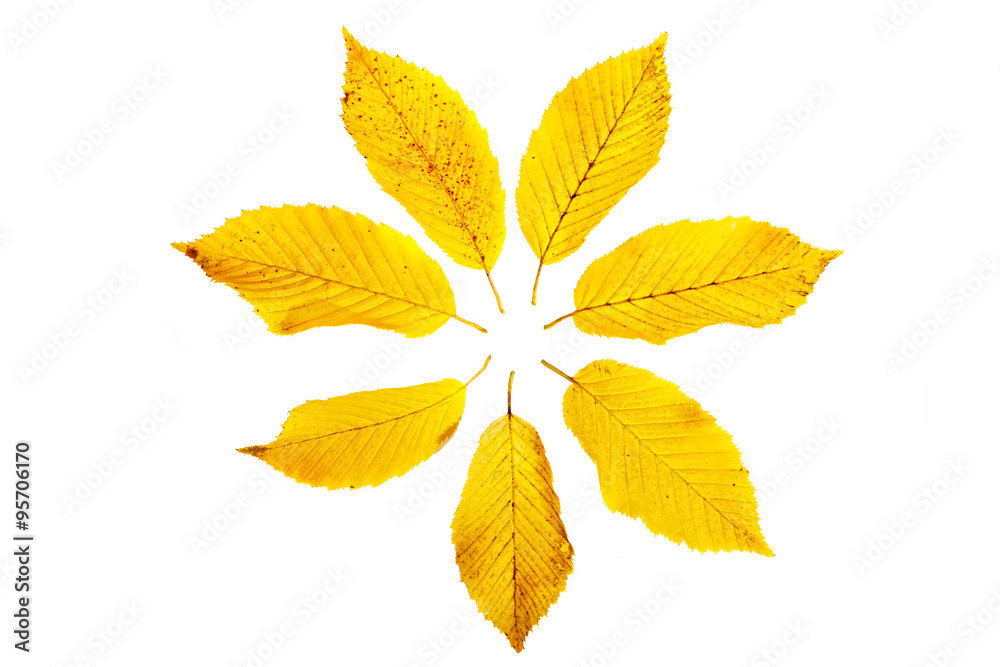 Blätterkreis Blätterkreis
