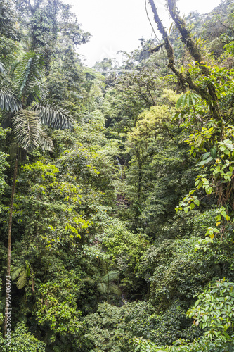 Jungle in Arenal  Costa Rica