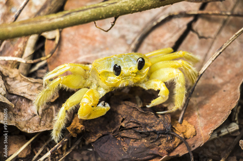 Yellow crab watching you photo