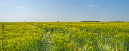 Wheat growing on a sunny field in spring 