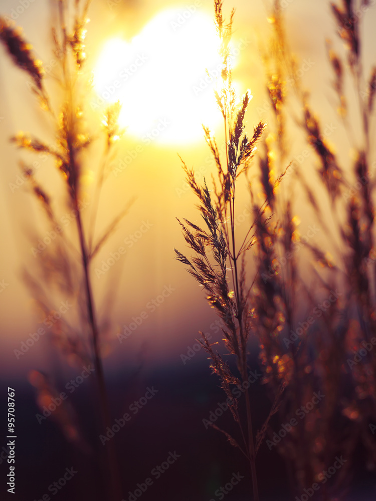 Winter Plant Silhouette at sunset Winter Plant Silhouette at sunset