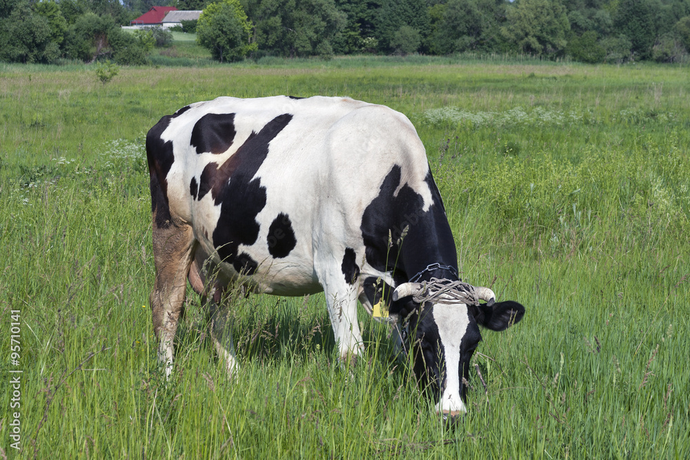 black and white cow in a meadow black and white cow in a meadow