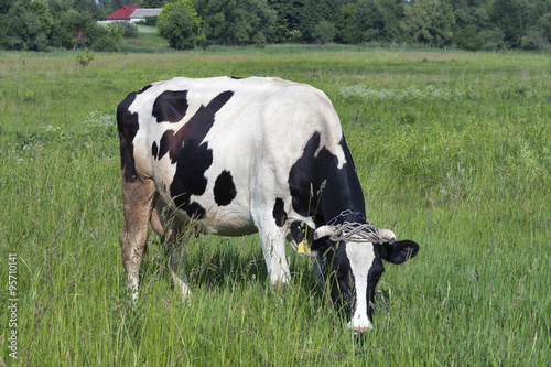 black and white cow in a meadow