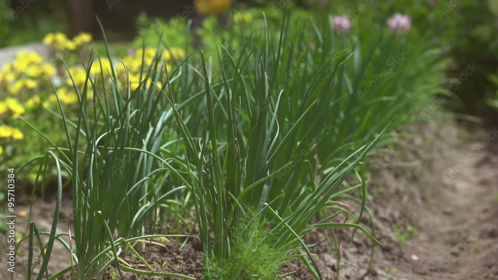 The beds of green onions The beds of green onions