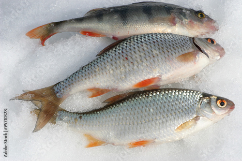 Three catching fishes on the snow