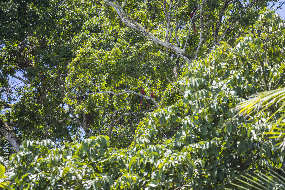 Fototapeta premium Ara birds sitting in tree