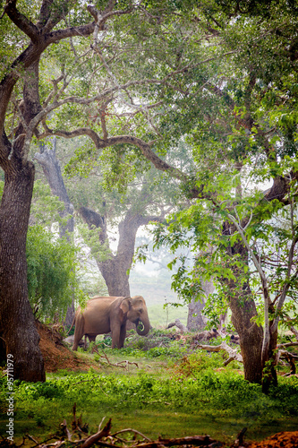 слон гуляющий в национальном парке Яла Шри-Ланка