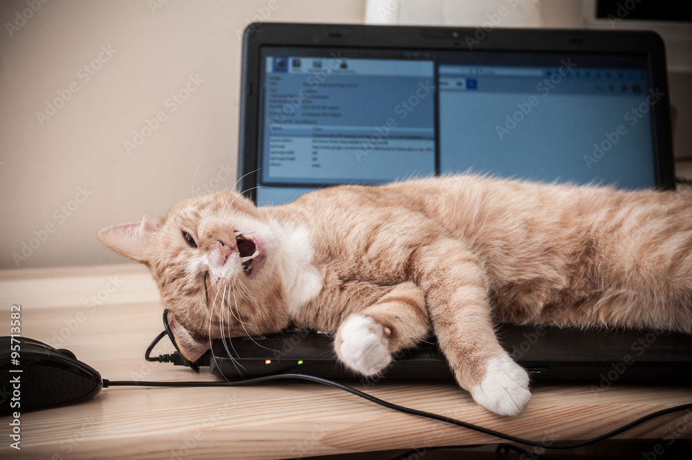 Kot śpiący na laptopie - obrazy, fototapety, plakaty 