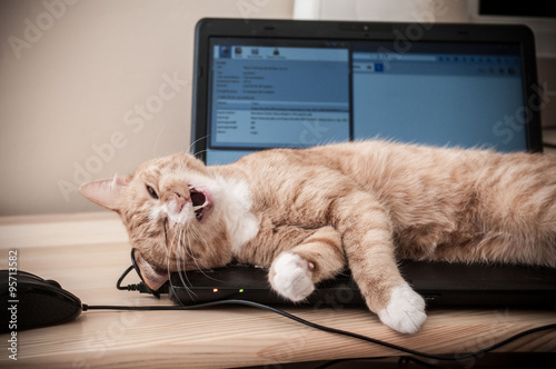 Kot śpiący na laptopie