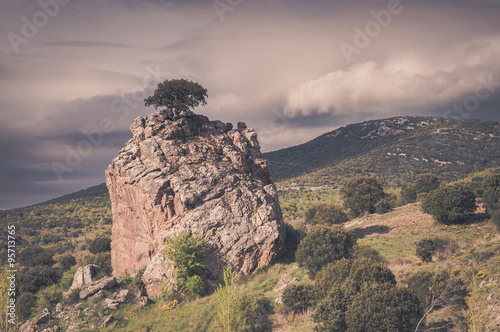 A tree on a top of a big rock