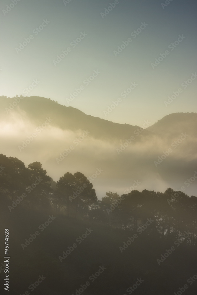 Beautiful silhouette treeline in front of mountain with the mist behind