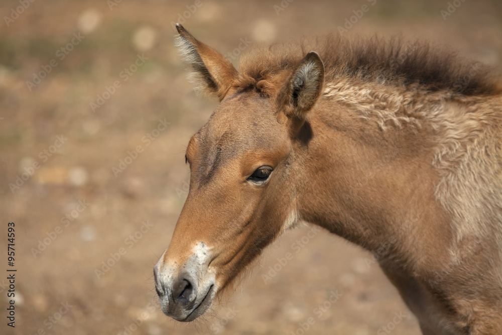 The head of a young Przewalski's horse female. Beauty of a wild mare. Side face portrait of a grace wild animal on blur background.