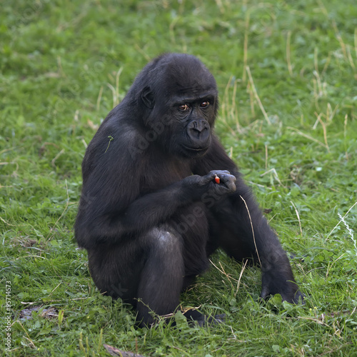 A side portrait of a young gorilla male  sitting on the grass. The little great ape is going to be the most mighty and biggest monkey of the primate world. Eye to eye portrait.