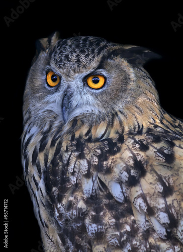 A screech owl, very beautiful wild animal. Stare of a long-eared owl, very skilled raptor. Nocturnal bird with expressive amber wide open eyes.