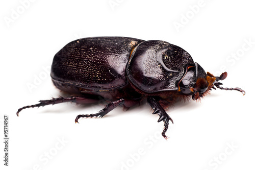 Macro Beetle,Rhinoceros beetle, Rhino beetle, Hercules beetle, Unicorn beetle, Horn beetle (Dynastinae) © tum2282