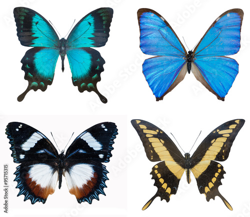 close-up of collection multi-colored beautiful butterflies (Blue