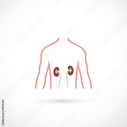 Human kidneys
