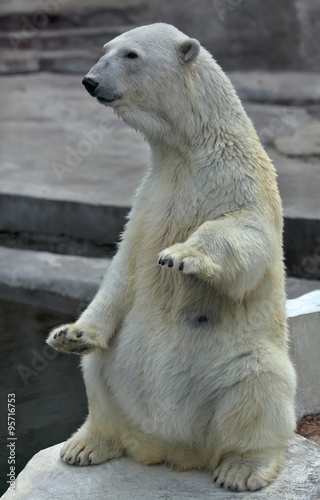 A polar bear female, sitting up straight with lifted forepaws. Wild beauty of the most dangerous and mighty beast of the world. Severe, but cute predator.
