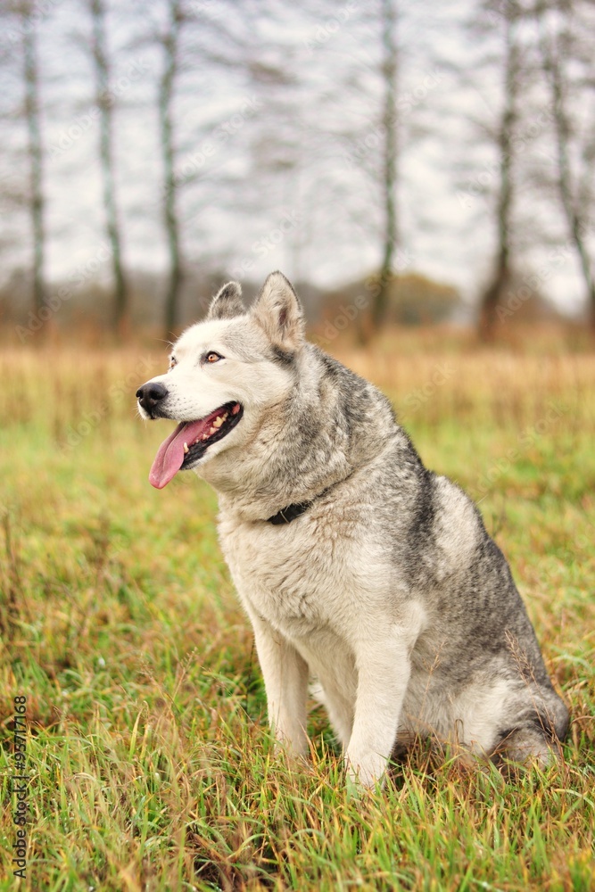 Pies husky na łące