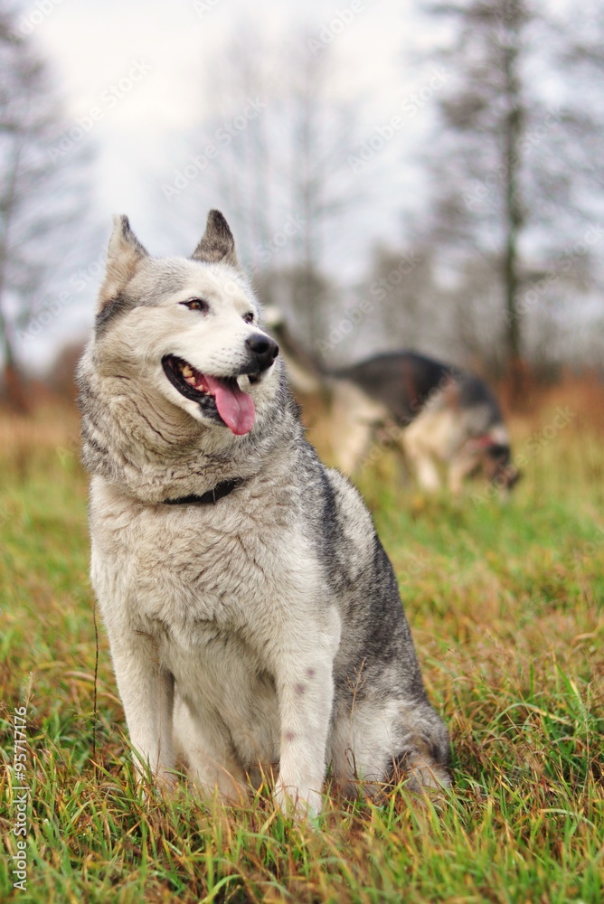 Pies husky na łące