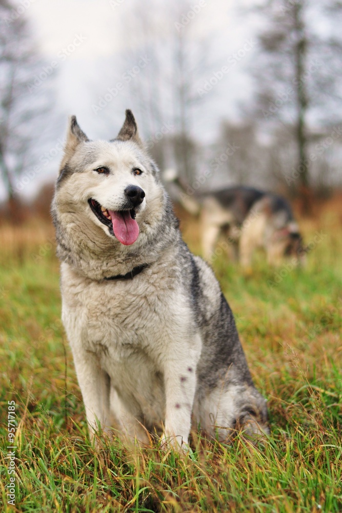 Pies husky na łące
