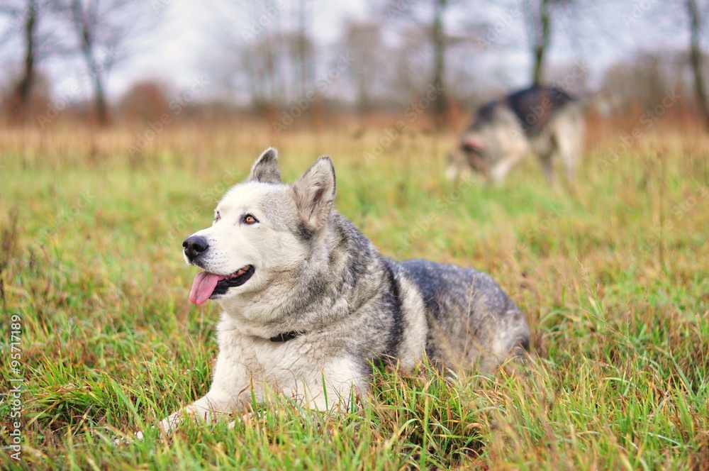 Pies husky na łące