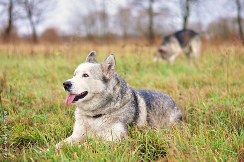 Obraz na płótnie Pies husky na łące w salonie